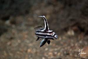 This image was taken during a dive at the Blue Heron Brid... by Steven Anderson 
